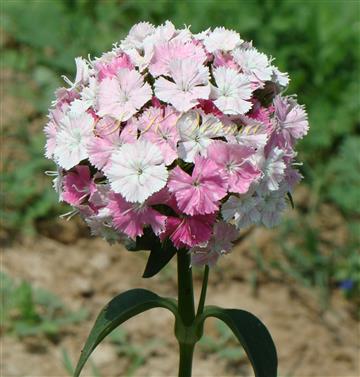  Inflorescence (Cymes clustered into capitulum)